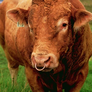 Bull JAM 260 Cattle. Isle of Skye Scotland © James Marchington / ARDEA LONDON