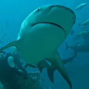 Bull Shark - diver in background - Fiji Bull Shark - diver in background - Fiji