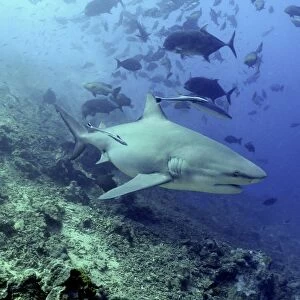 Bull shark with remoras swimming through school of fish Pacific Harbour Fiji islands