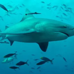 Bull Shark - Shark Reef - Pacific Harbour - Fiji Bull Shark - Shark Reef - Pacific Harbour - Fiji