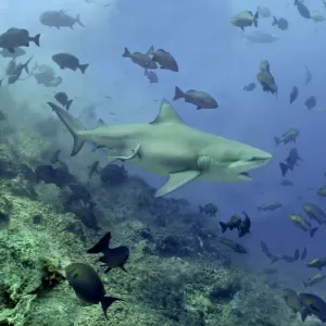 Bull shark - Swimming through fish. Very dangerous to man Shark Reef, Fiji Islands Bull shark - Swimming through fish. Very dangerous to man Shark Reef, Fiji Islands