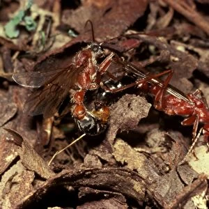 Bulldog ant - Male and female fall to the ground after their mating flight