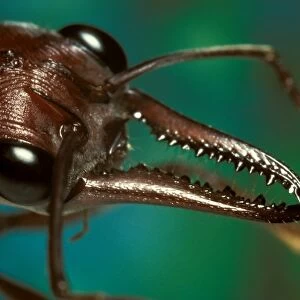 Bulldog ant - mandibles, used with tenacity to seize and hold prey before stinging it, hence the common name
