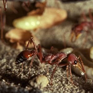 Bulldog ant - offering trophic egg to larva. Trophe = nourishment; trophic eggs are laid solely to feed the larvae