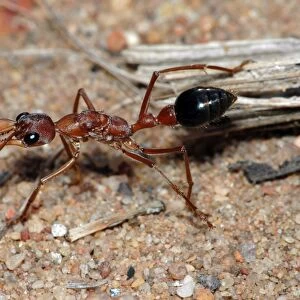 Bulldog Ant - Probably a queen, hunting on ground for insects. Workers are aggressive and sting in self-defence. One of the most primitive ant genera. Body length 24mm. Kalbarri, Western Australia