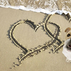 Bulldog on beach with heart draw in the sand
