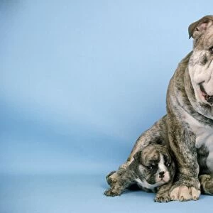Bulldog - with puppy