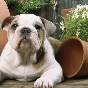 Bulldog - puppy with flowerpots