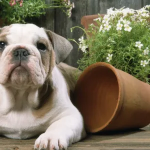 Bulldog - puppy with flowerpots