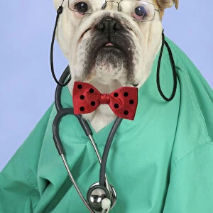 Bulldog in vets scrubs wearing glasses & stethoscope Digital Manipulation: background colour & bow tie