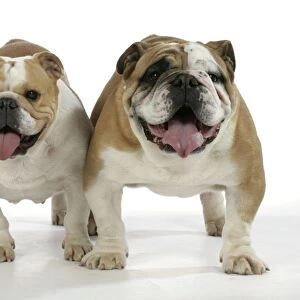 Bulldogs - male and female