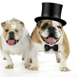 Bulldogs - male and female Digital Manipulation: Tiara & Bow tie JD. Hat & veil made Bulldogs - male and female Digital Manipulation: Tiara & Bow tie JD. Hat & veil made