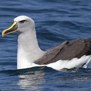 Buller's Albatross - on the water - off the Kaikoura Coast - South Island - New Zealand