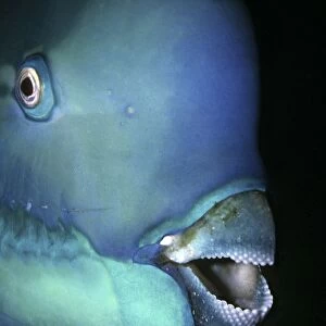 Bullethead Parrotfish - Note the many teeth that form the parrot like beak. These teeth are specially designed for munching coral Heron Island, Great Barrier Reef