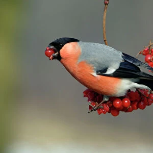 Bullfinch - male eating berries in winter Lower Saxony, Germany