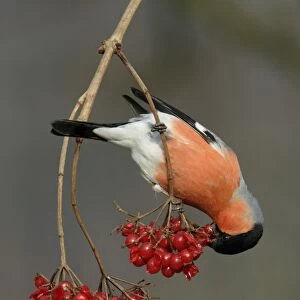 Bullfinch - male eating berries in winter Lower Saxony, Germany