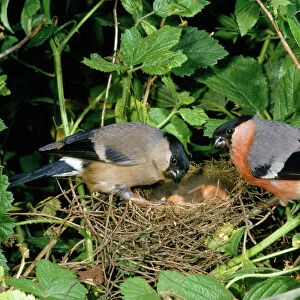 Bullfinch - male & female pair at nest with young