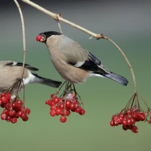 Bullfinches - Females feeding on berries of Guelder Rose in garden, winter. Lower Saxony, Germany