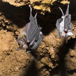 Bumblebee Bats / Kitti's Hog Nosed bats - From left: Female, female with baby - Myanmar (Burma)
