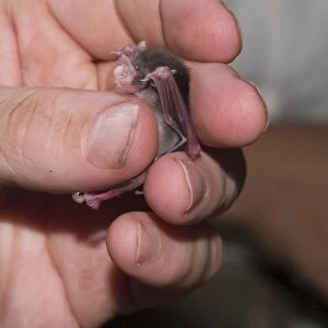 Bumblebee / Kitti's Hog Nosed Bat - being handled by scientist - Myanmar /Burma