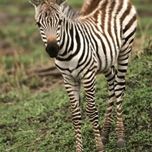 Burchell's / Common / Plain Zebra - foal. Kenya - Africa