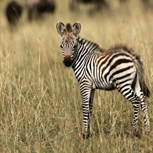 Burchell's / Common / Plain Zebra - foal. Maasai Mara - Kenya - Africa