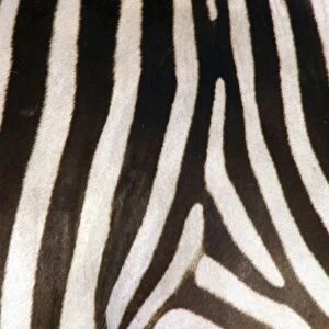 Burchell's / Common / Plains Zebra - Close up of zebra coa