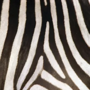 Burchell's / Common / Plains Zebra - Close up of zebra coa