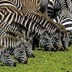 Burchell's / Common / Plains Zebra - Group together Maasai Mara, Africa