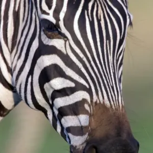 Burchell's / Common / Plains Zebra LA 655 Close up of head Equus burchelli © J. M. Labat / ardea. com Burchell's / Common / Plains Zebra LA 655 Close up of head Equus burchelli © J. M. Labat / ardea. com