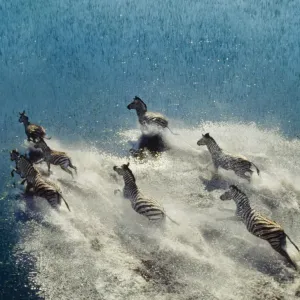 BURCHELL'S / PLAINS / COMMON ZEBRA - cross water BURCHELL'S / PLAINS / COMMON ZEBRA - cross water