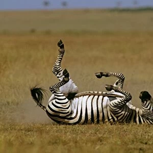 Burchell's / Plains / Common Zebra - rolling on back - Masai Mara National Reserve - Kenya JFL09392