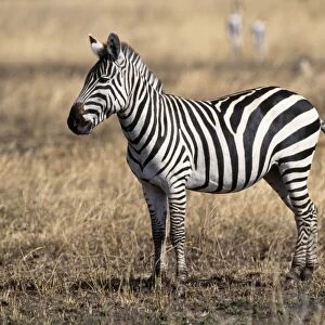 Burchell's / Plains / Common Zebra Serengeti, Tanzania, Africa