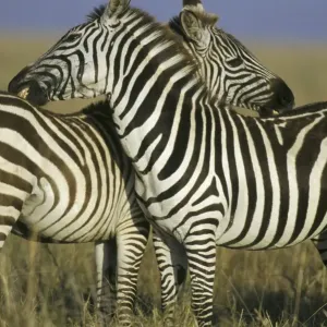 Burchell's or Plains Zebras TOM 582 Grooming one another - Serengeti National Park, Tanzania. Equus burchelli © Tom & Pat Leeson / ardea. com Burchell's or Plains Zebras TOM 582 Grooming one another - Serengeti National Park, Tanzania. Equus burchelli © Tom & Pat Leeson / ardea. com