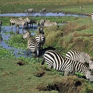 Burchell's Zebra - drinking from Mara River - Masai Mara National Park - Africa