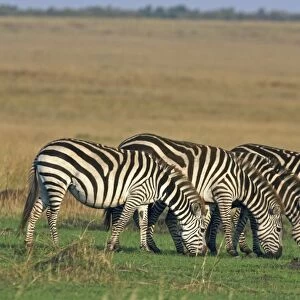 Burchell's Zebra - grazing