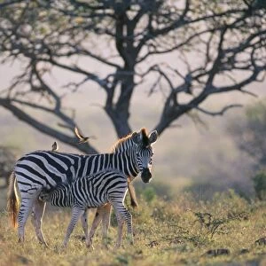 Burchell's Zebra - mother & young suckling, in evening light