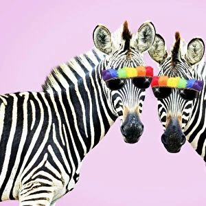 Burchell's Zebra, wearing rainbow coloured sunglasses on pink background