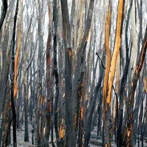 Burnt Eucalyptus Trees JLR 3 Dargo high plains - Alpine National Park, North East Victoria Australia © Jean-Marc La-Roque / ardea. com