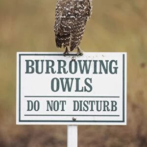 Burrowing Owl - on sign Cape Coral, Florida