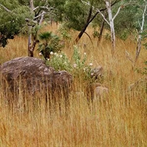 Bushland with spear grass, eucalypts, sand palm & Hibiscus menzeliae tropical woodland, Kakadu National Park (World Heritage Area), Northern Territory, Australia JPF29552