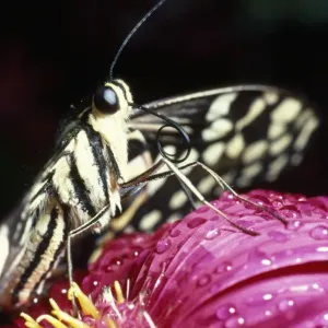 Butterfly - close-up of tongue / proboscis Butterfly - close-up of tongue / proboscis