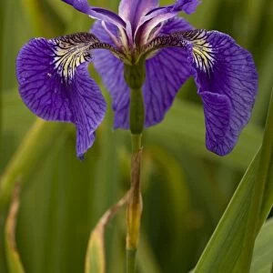 Butterfly iris (Iris spuria), France