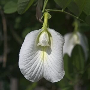 Butterfly Pea flower - This is the white variety. In India seeds and roots used as a purgative and roots as a cathartic and diuretic