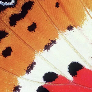 BUTTERFLY WING - close-up of wing