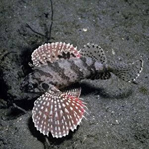 Buttetfly Wing Scorpionfish - this fish can not be found in any scientific book. the photographer has only seen it once on the black sand of Bali. She has called it the Butterfly Wing scorpion fish because of its beautiful pectoral fins