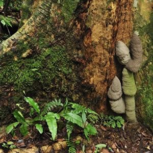 Buttressed tree with Phallus Termite - Gunung Leuser National Park - Bukit Lawang - Sumatra - Indonesia