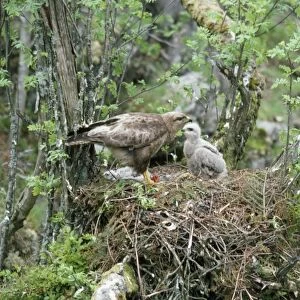 Buzzard - adult with chick at nest