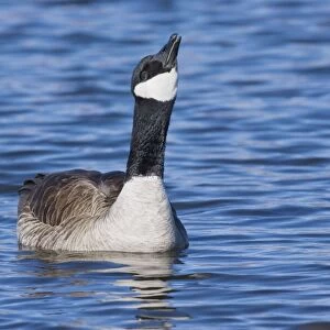 Cackling Goose, - in winter. New Mexico in February
