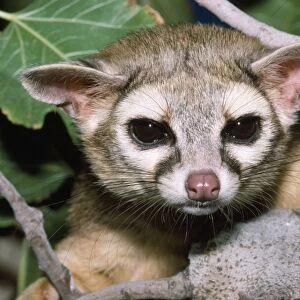 Cacomistle / RIng-tailed Cat